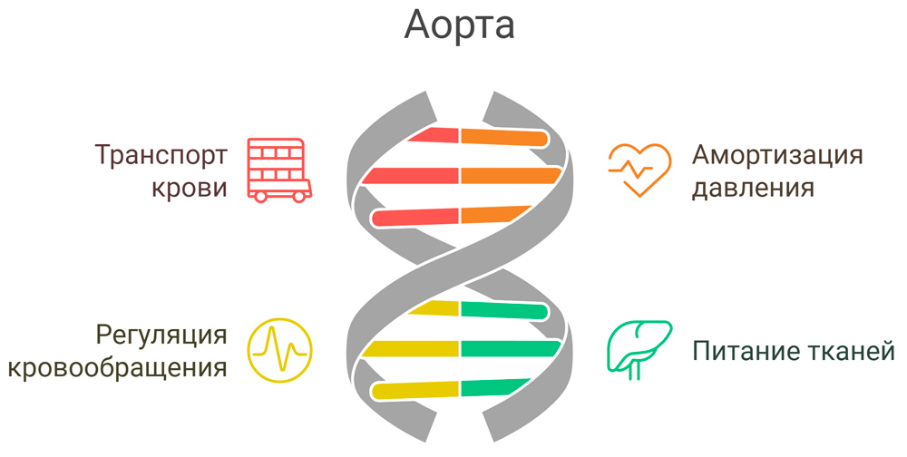 функции аорты